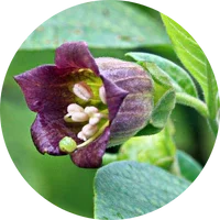 Belladonna