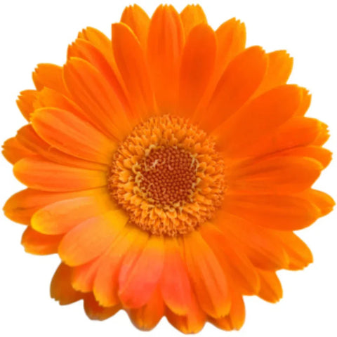 Pot marigold