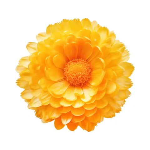 Everlasting flower