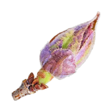 Blackcurrant bud