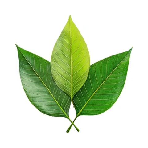 Leaves