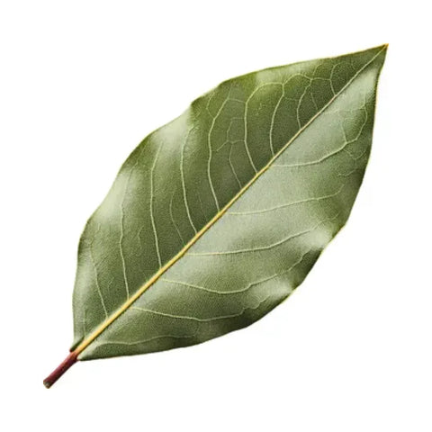 Madagascan Laurel