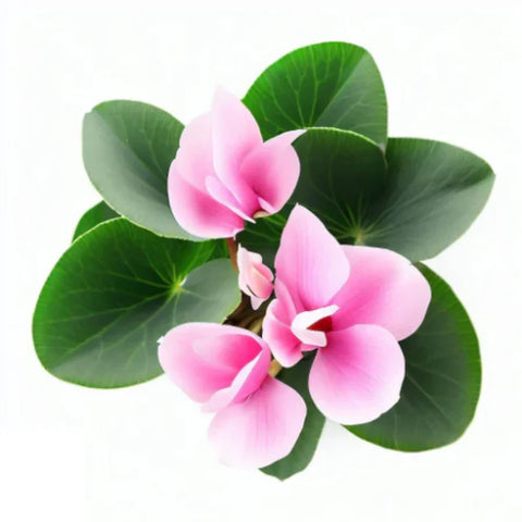 Cyclamen
