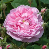 Damask Rose