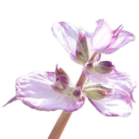 clary sage