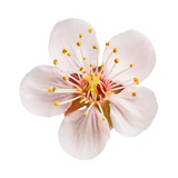 Apricot Blossom