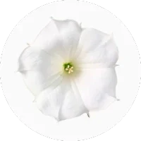 Datura