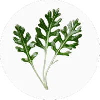 Davana