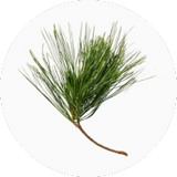 Fir Balsam