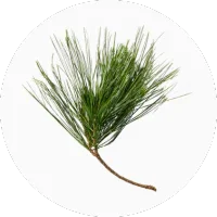 Fir Balsam