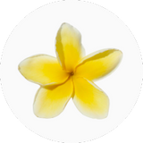Frangipani
