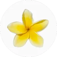 Frangipani