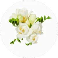 Freesia