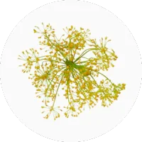 Galbanum