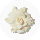 Gardenia