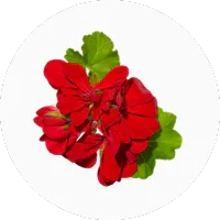 Geranium