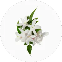 Grandiflorum