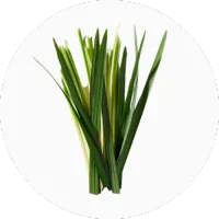 Vetiver