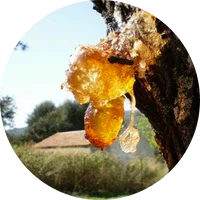 Gurjun Balsam