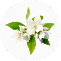 Hedione