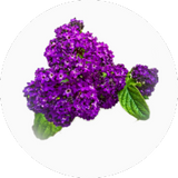 Heliotrope