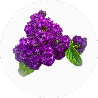 Heliotrope