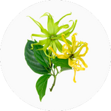Honeysuckle