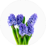 Hyacinth