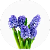 Hyacinth