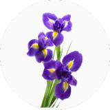 Iris (Orris)