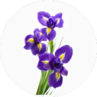 Iris (Orris)