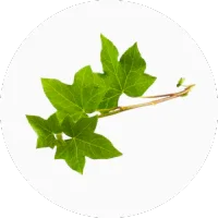 Ivy