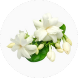 Jasmine