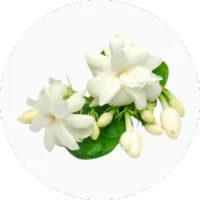 Jasmine