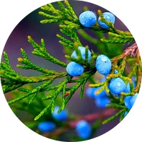 Juniper
