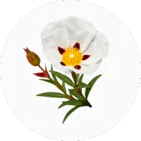 Labdanum