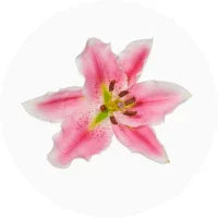 Lily