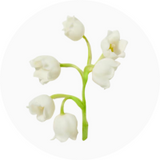 Lily of the Valley