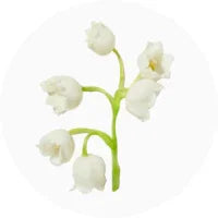 Lily of the Valley