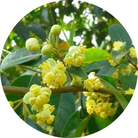 Litsea Cubeba