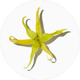Ylang-ylang