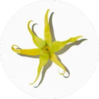 Ylang-ylang