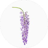 Wisteria
