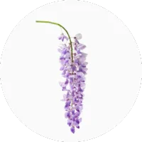 Wisteria