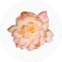 Water lily