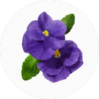 Violet