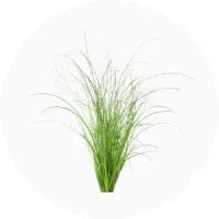 Grass