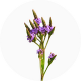 Vervain (Verbena)
