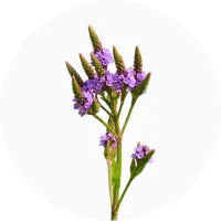 Vervain (Verbena)