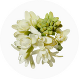 Tuberose